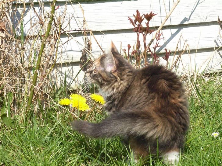 Norsk Skovkat Tica - Ude for 1 gang billede 10