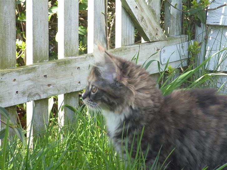 Norsk Skovkat Tica - Ude for 1 gang billede 11