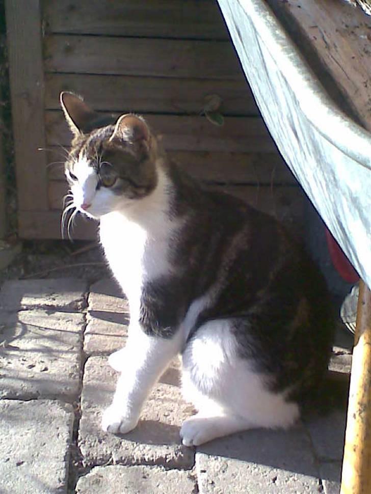 Huskat Futte billede 16