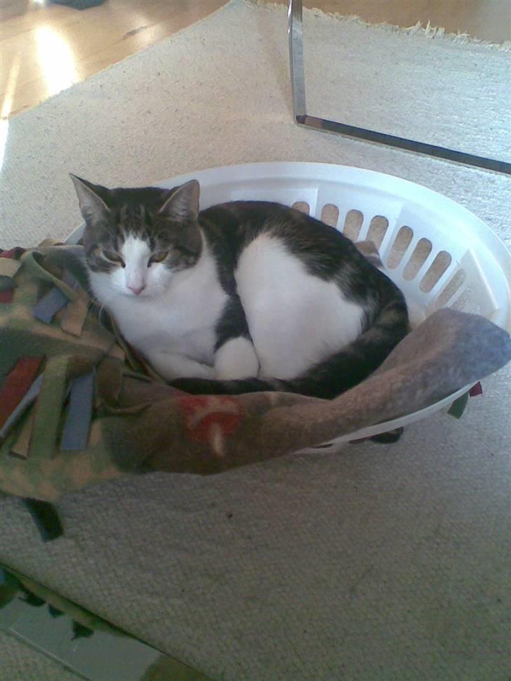 Huskat Futte billede 17