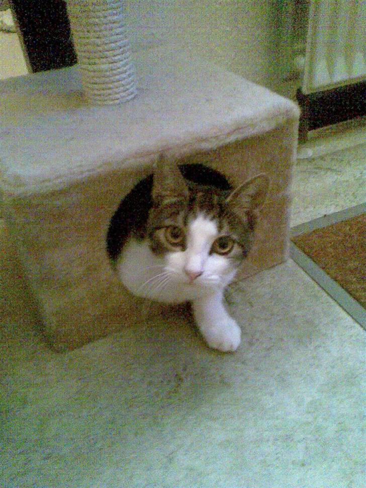 Huskat Futte billede 18