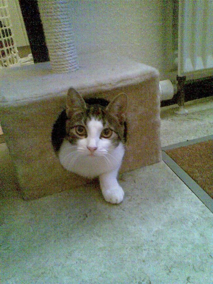 Huskat Futte billede 19