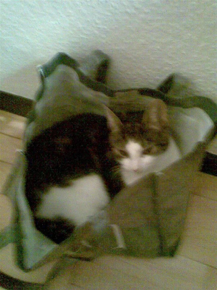 Huskat Futte billede 20