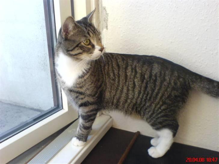 Huskat Thomas billede 8