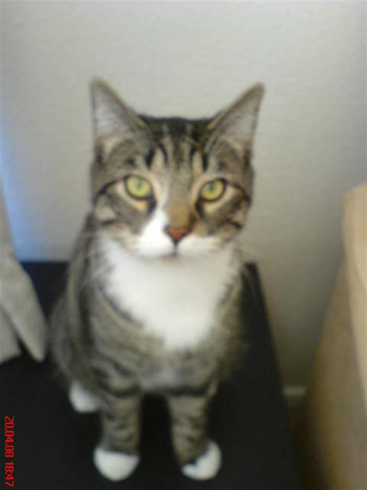 Huskat Thomas billede 9