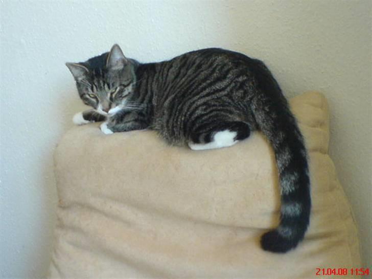 Huskat Thomas billede 10