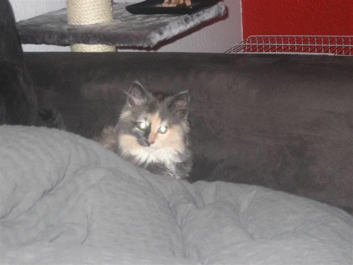 Norsk Skovkat Mini billede 7