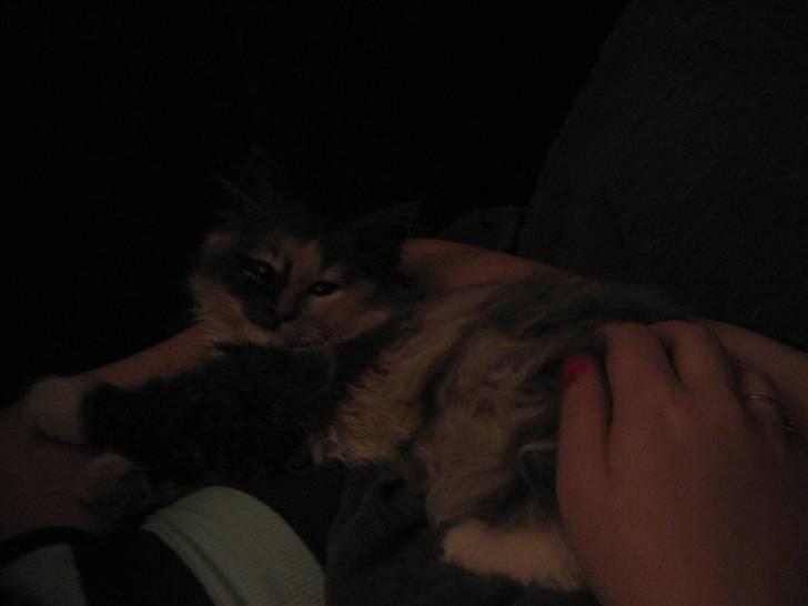 Norsk Skovkat Mini billede 8