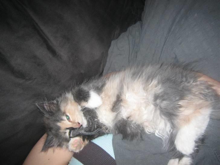 Norsk Skovkat Mini billede 9