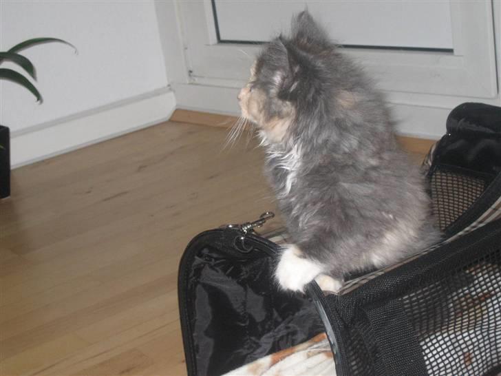 Norsk Skovkat Mini billede 10