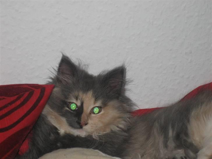 Norsk Skovkat Mini billede 11