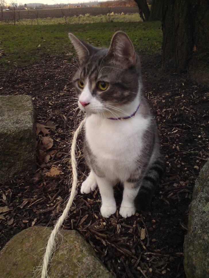 Blanding af racer Findus - væk- - Findus februar 2009 billede 1