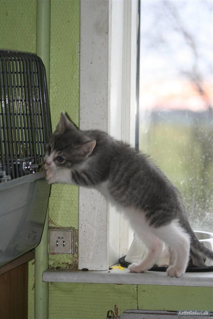 Blanding af racer Findus - væk- - Er der noget i buret? billede 2