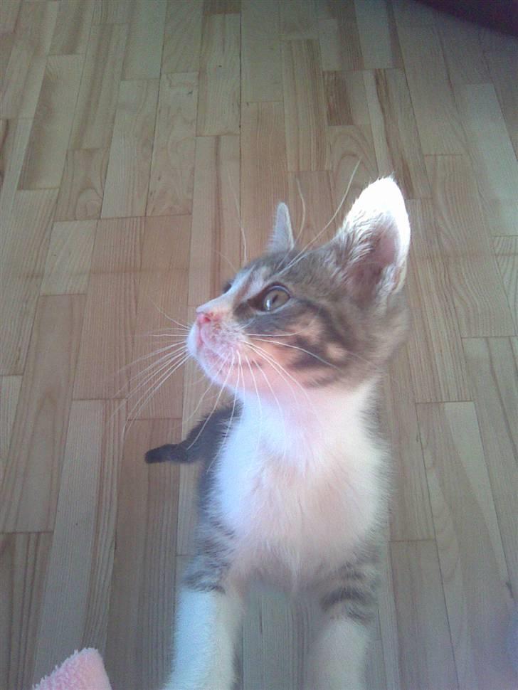 Blanding af racer Findus - væk- - nysgerrige Findus billede 3