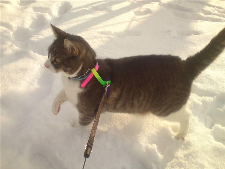 Blanding af racer Findus - væk- - æslet findus hehe billede 4