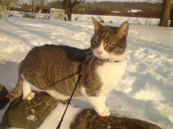 Blanding af racer Findus - væk- - fundus første tur i sneen billede 5