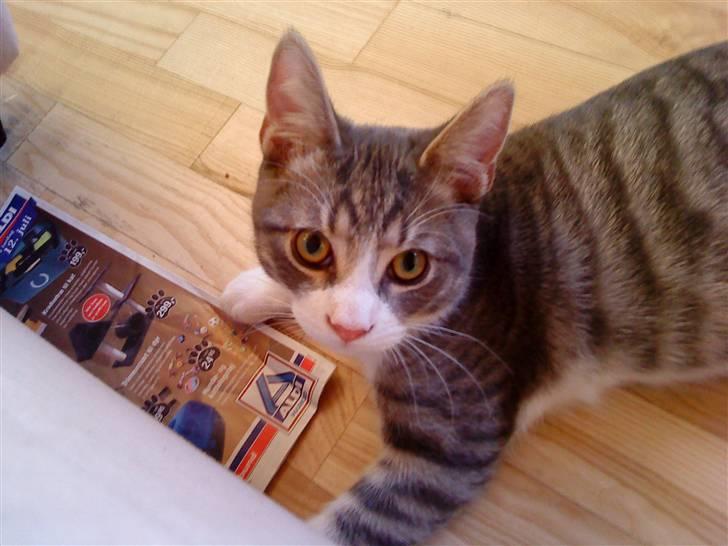 Blanding af racer Findus - væk- - den frække billede 6