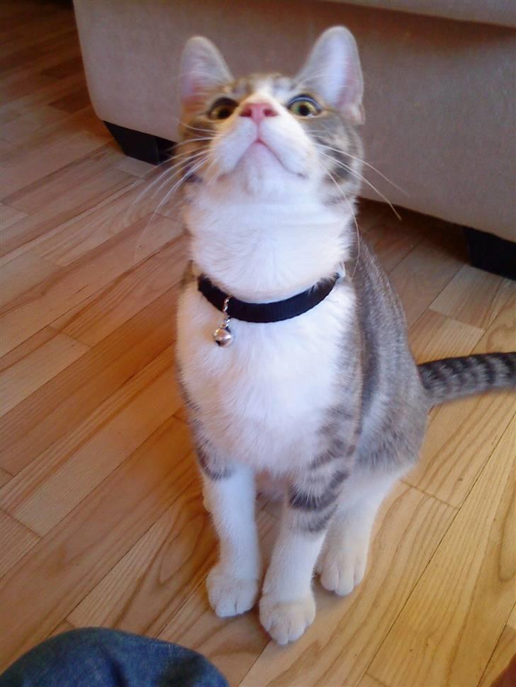 Blanding af racer Findus - væk- - er der noget deroppe?  billede 7