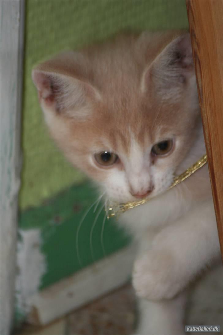 Blanding af racer Malte + hvil i fred + - lille Malte 12 uger gammel billede 1