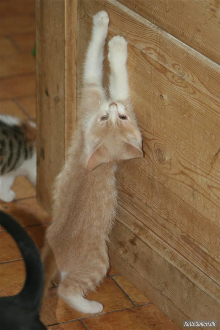 Blanding af racer Malte + hvil i fred + - se hvor lang jeg er :)  billede 2