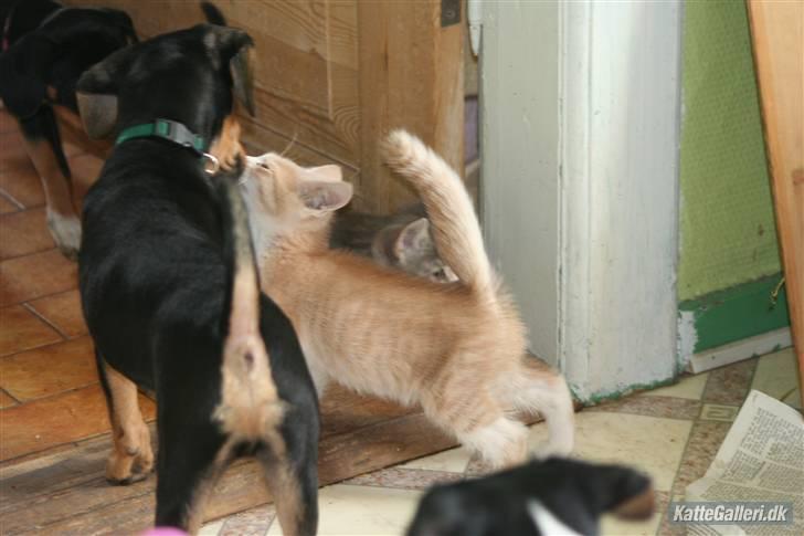 Blanding af racer Malte + hvil i fred + - Malte leger med hund :)  billede 3