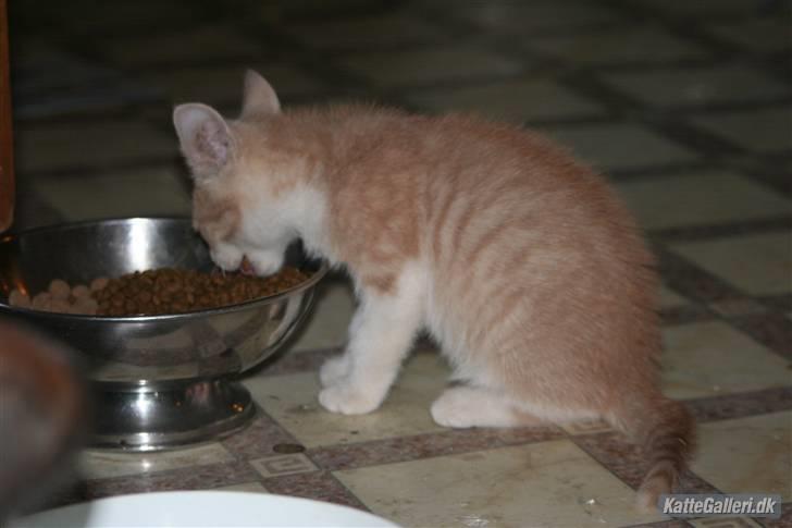 Blanding af racer Malte + hvil i fred + - SPISETID !!! billede 4