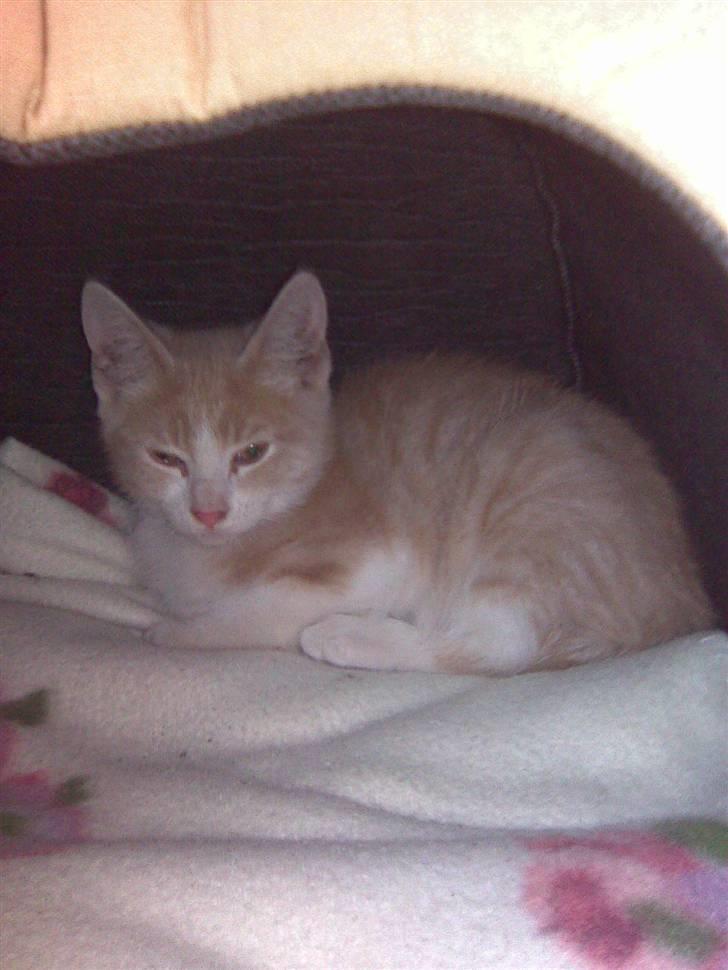 Blanding af racer Malte + hvil i fred + billede 5