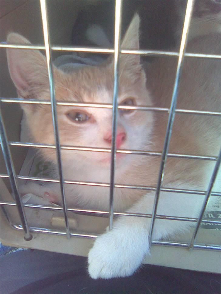 Blanding af racer Malte + hvil i fred + - Malte tager sig en lur i sin nye hule  billede 6