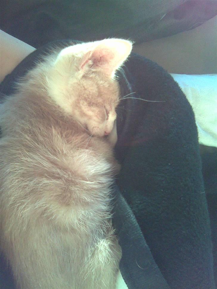 Blanding af racer Malte + hvil i fred + - En træt malte sover efter en lang tur fra nordjylland.  billede 7