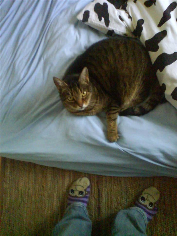 Huskat Pjuske - er jeg ikk dejlig  billede 11