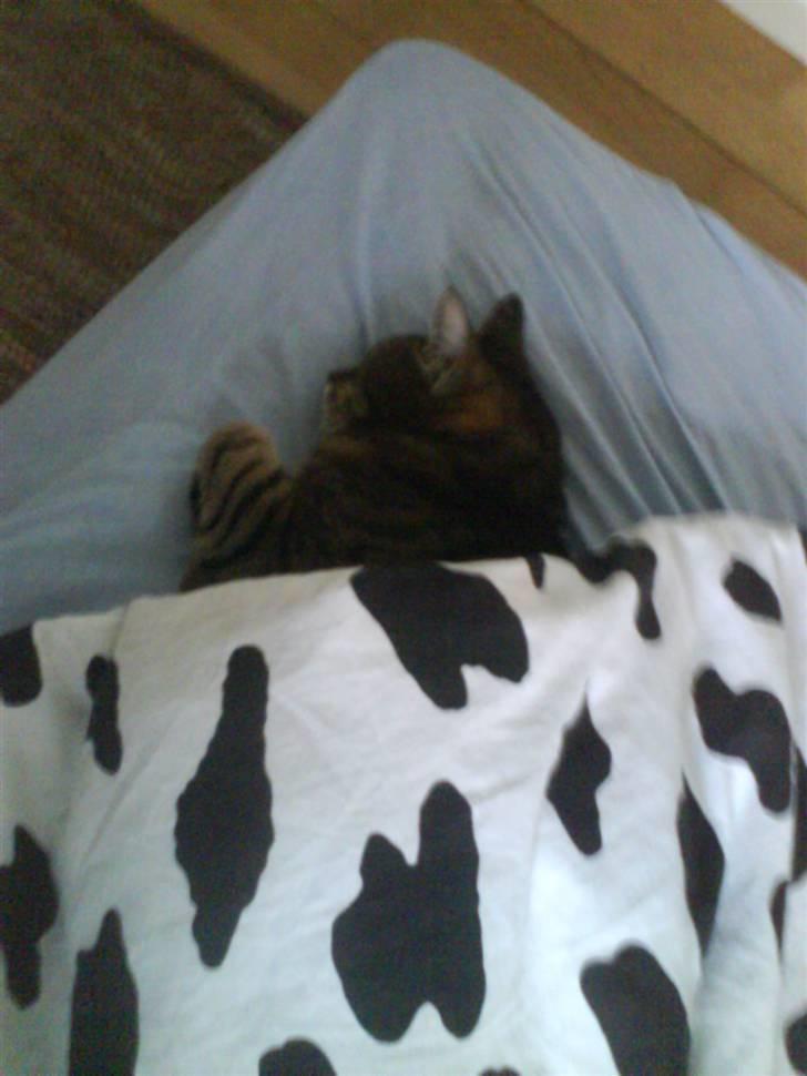 Huskat Pjuske - hygger rigtigt billede 12