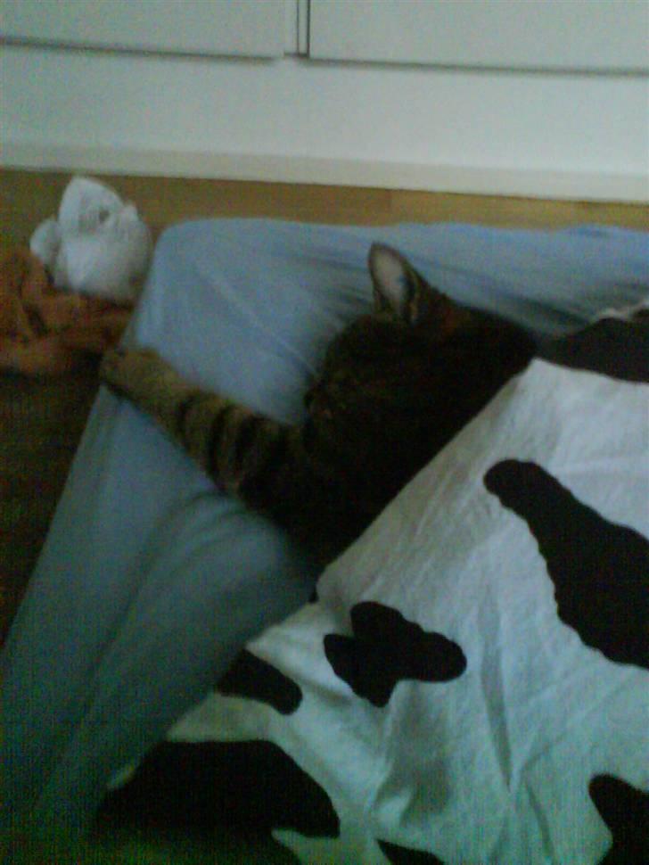 Huskat Pjuske - fede hankat :-) billede 13