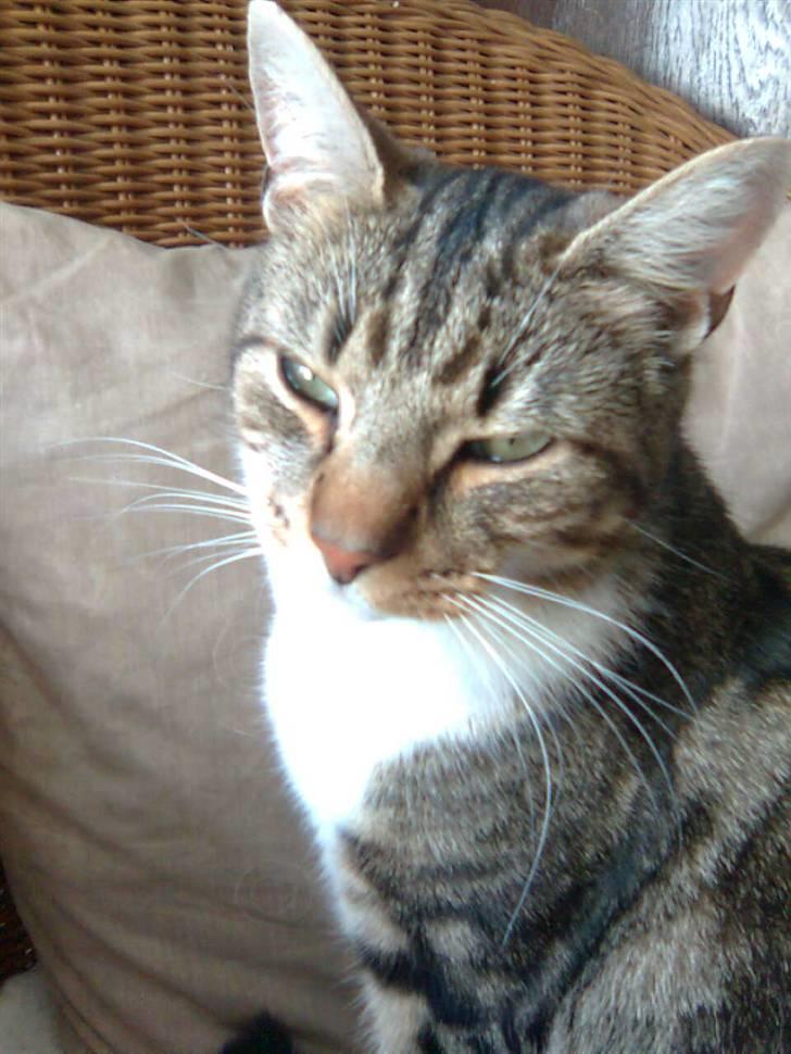 Huskat V I C T O R <3 billede 16