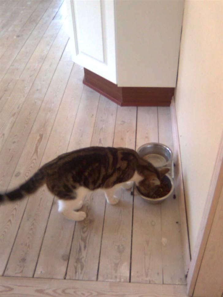 Huskat V I C T O R <3 billede 17