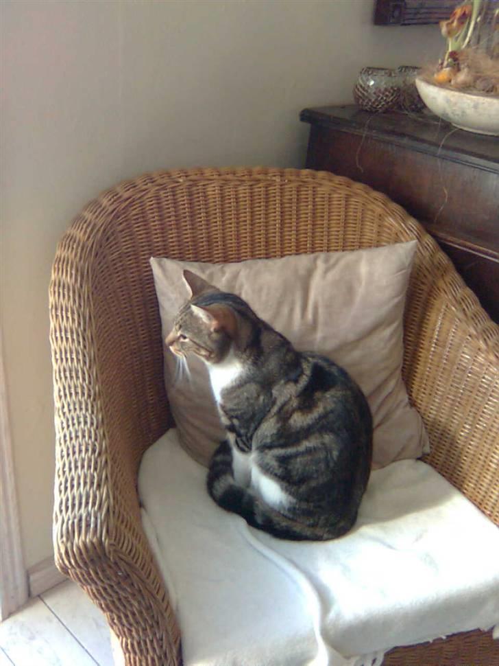 Huskat V I C T O R <3 billede 18