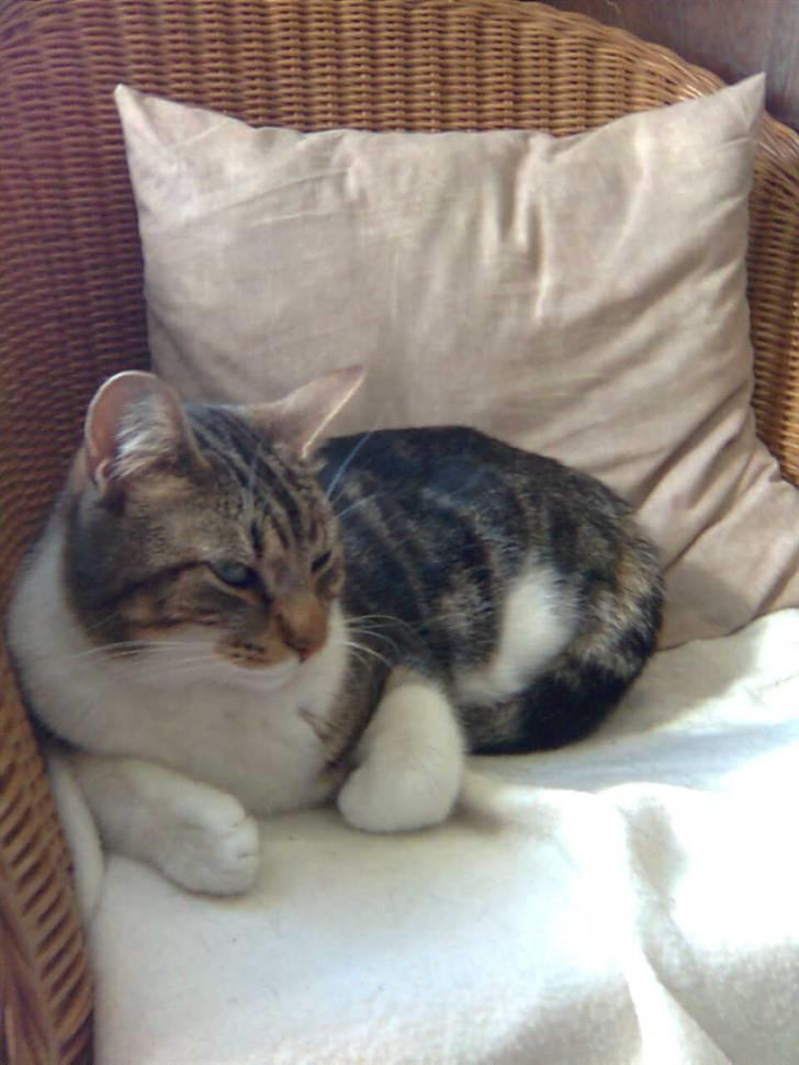 Huskat V I C T O R <3 billede 19