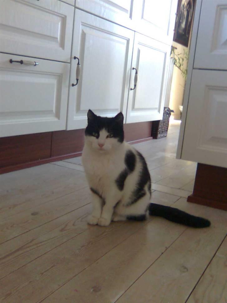 Huskat M I M I :D  billede 9