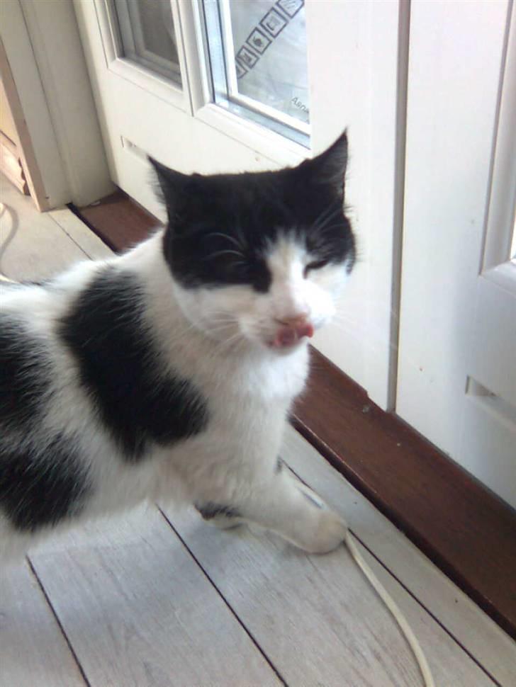 Huskat M I M I :D  billede 10