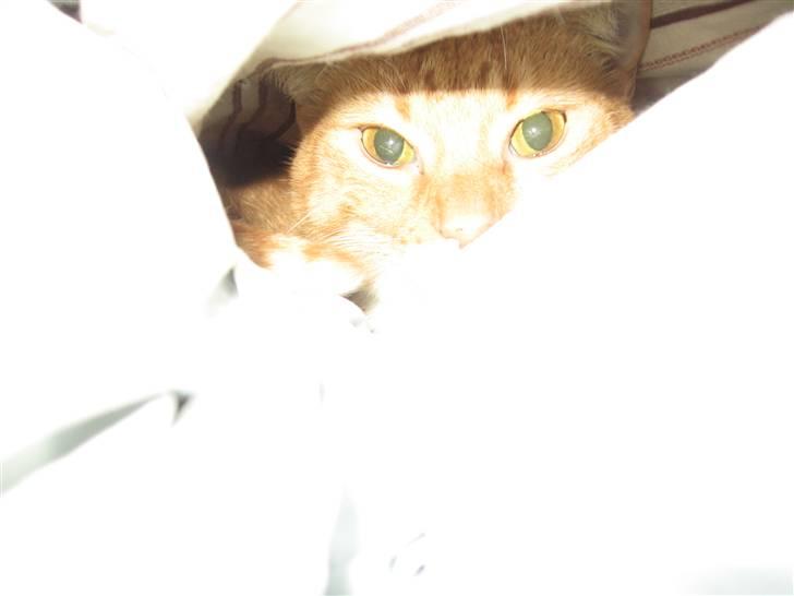 Huskat Chili billede 11