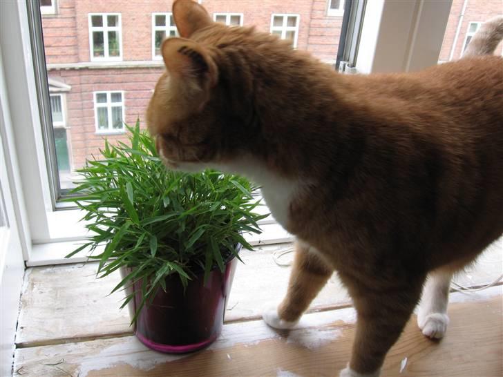 Huskat Chili billede 12