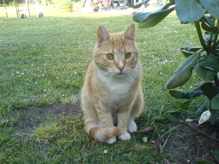 Huskat Rico  - Sidder og glor :) billede 10