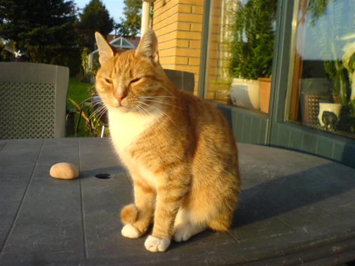 Huskat Rico  - nyder den varme sol billede 11