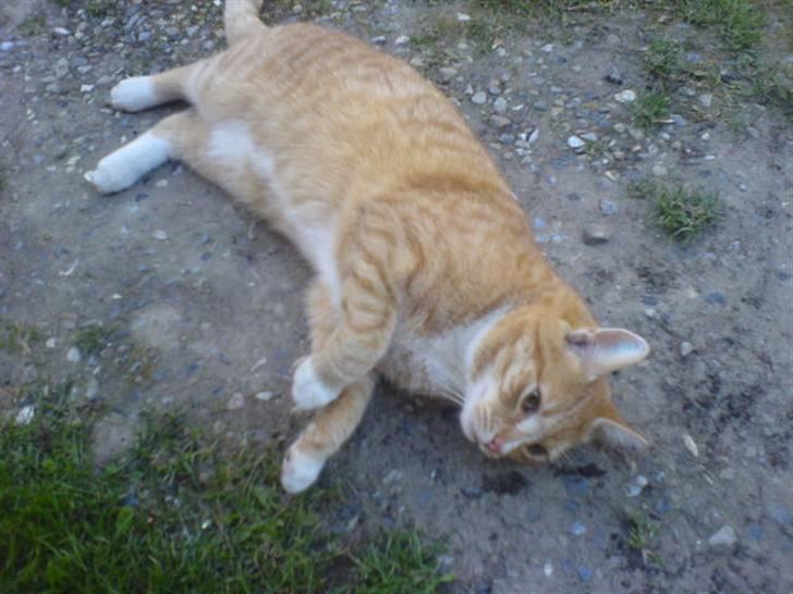 Huskat Rico  billede 12