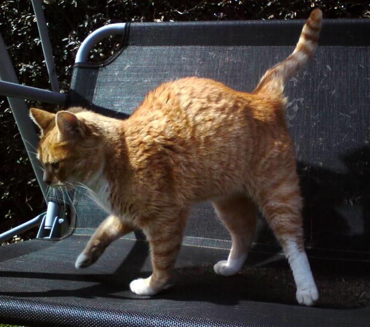 Huskat Rico  - ***NYT*** april 2010 billede 13