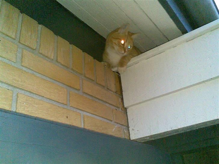 Huskat Rico  - Ligger og kigger ned billede 14