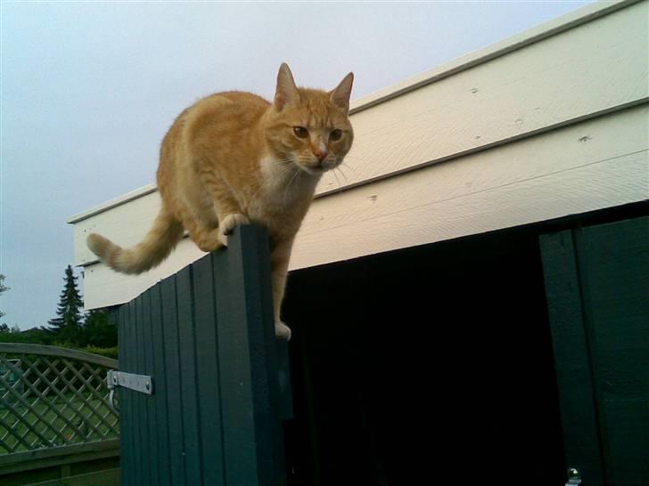 Huskat Rico  - sidder på døren/lågen billede 15