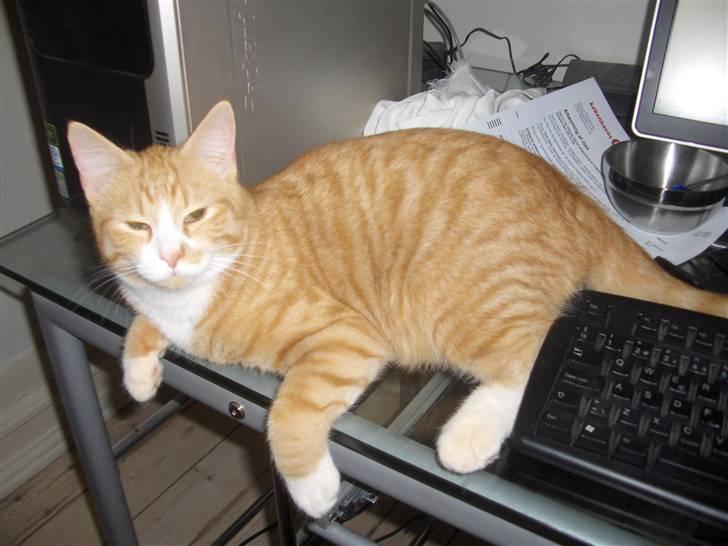 Huskat Kenzo - Ihh det så hyggeligt og ligge her på min mors skrivebord så hun ikke selv kan være der haha billede 1