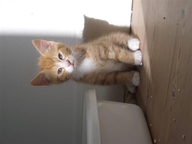 Huskat Kenzo - Her er jeg kun en lille baby og ikke blevet fjernet fra min rigtig mor endnu og jeg var en rigtig rod haha billede 2