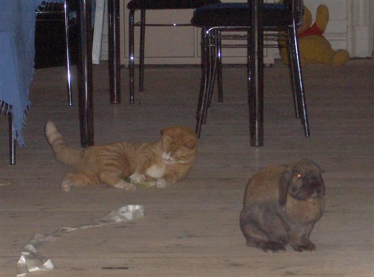 Huskat Kenzo - Det er mig og min bedste ven Flappe men han er desværre død nu, men så har jeg fået 2 nye bedste venner ;o) billede 3