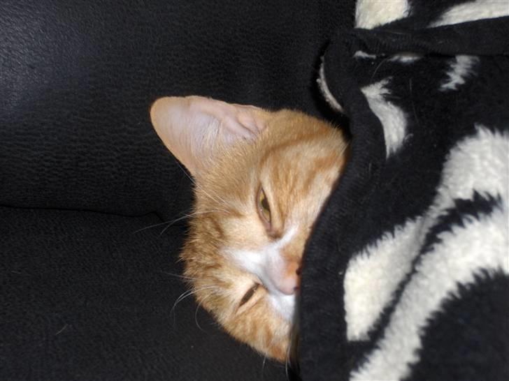 Huskat Kenzo - jeg bruger meget af min tid på at ligge og sove under min mors tæppe i stuen eller min fars dyne i soveværelset og når de så kommer hjem er jeg frisk og udvilet til at lege med dem i haven wee... billede 4